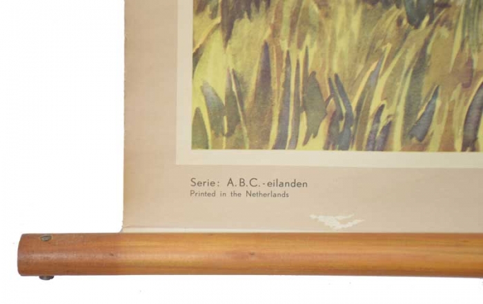 Vintage pull down school chart Aloë kultuur Aruba nr. 4