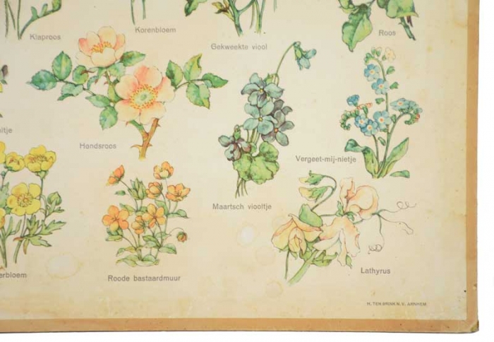 Small wall school chart bloemen