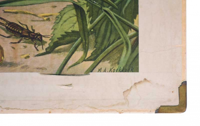 Vintage school chart Insecten