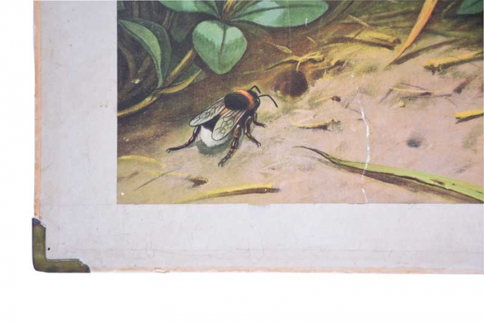 Vintage school chart Insecten