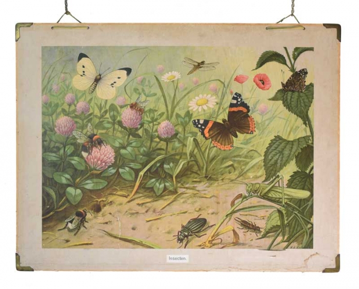 Vintage school chart Insecten
