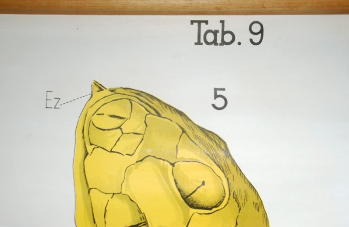 Schoolplaat Furchung des Embryos II nr 17