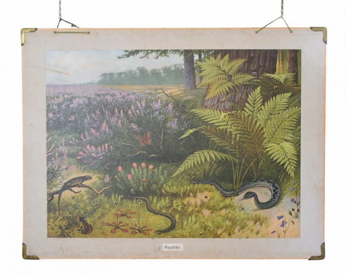 Vintage school chart Reptiliën