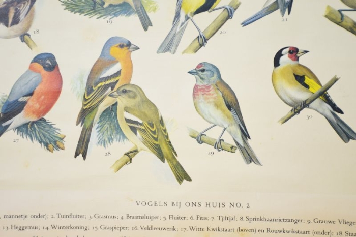 Vintage pull down school chart Vogels bij ons huis nr. 13