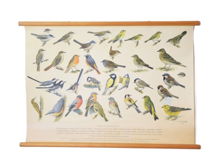Vintage pull down school chart Vogels bij ons huis nr. 13