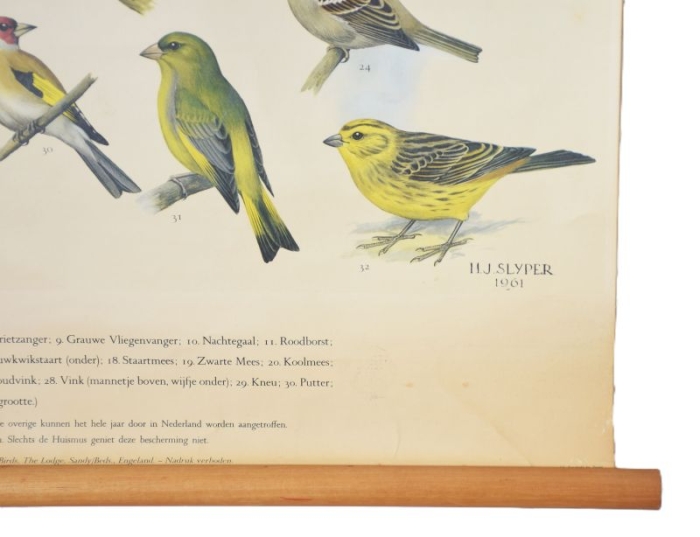 Vintage pull down school chart Vogels bij ons huis nr. 13
