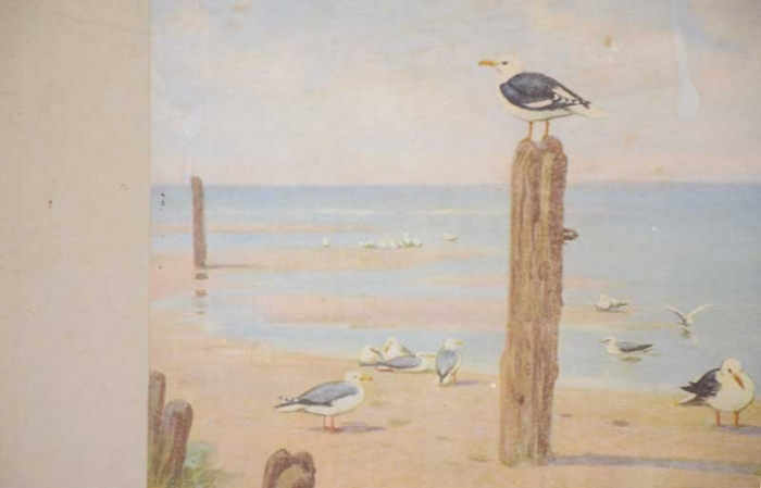 Vintage schoolplaat Zeehonden en Bruinvisschen nr. 3