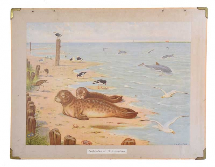 Vintage schoolplaat Zeehonden en Bruinvisschen nr. 3