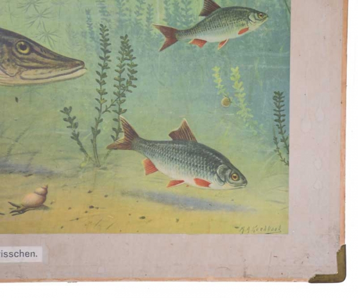 Vintage Dutch school chart Zoetwatervisschen