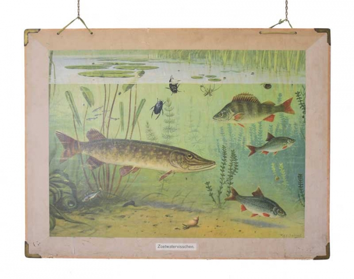 Vintage Dutch school chart Zoetwatervisschen
