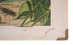 Vintage school chart Insecten