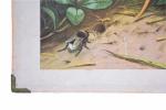 Vintage school chart Insecten