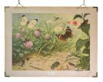 Vintage school chart Insecten