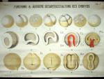 School chart embryo nr. 8