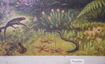 Vintage school chart Reptiliën