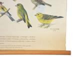 Vintage pull down school chart Vogels bij ons huis nr. 13