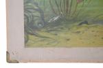 Vintage Dutch school chart Zoetwatervisschen