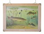 Vintage Dutch school chart Zoetwatervisschen