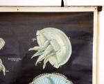 Schoolplaat Hohltiere (Coelenteraten) Schoolplaat Hohltiere (Coelenteraten)