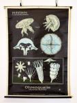 Schoolplaat Hohltiere (Coelenteraten) Schoolplaat Hohltiere (Coelenteraten)