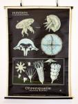 Black German school chart Hohltiere - Jellyfish