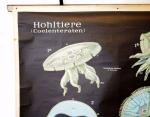 Black German school chart Hohltiere - Jellyfish